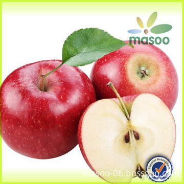 export fresh red delicious apple fruit fresh apple/fresh apple fruit for sale                        
                                                Quality Choice